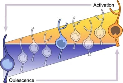Graphical abstract from The European Journal of Neuroscience