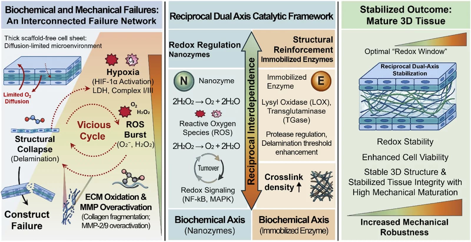 Figure 1. Conceptual overview of the reaction diffusion mechanics failure network and reciprocal dual axis catalytic stabilization strategy in scaffold-free cell sheets.
