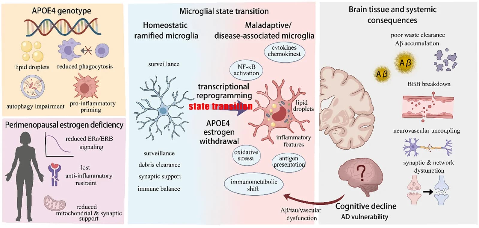 Figure 1. Schematic overview of the APOE4-estrogen-microglia axis in perimenopausal cognitive vulnerability.