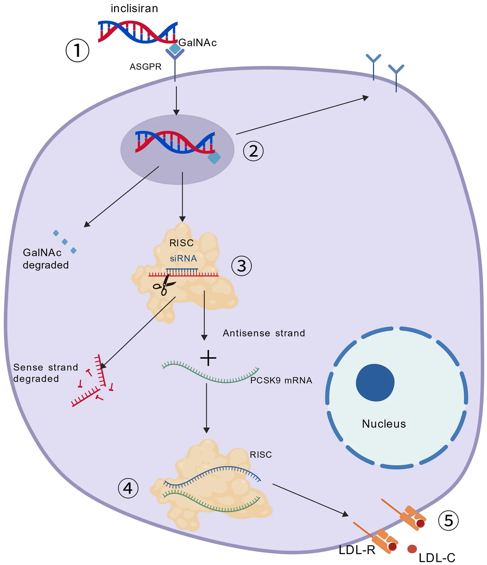 Fig. 1. Mechanism of action of inclisiran.