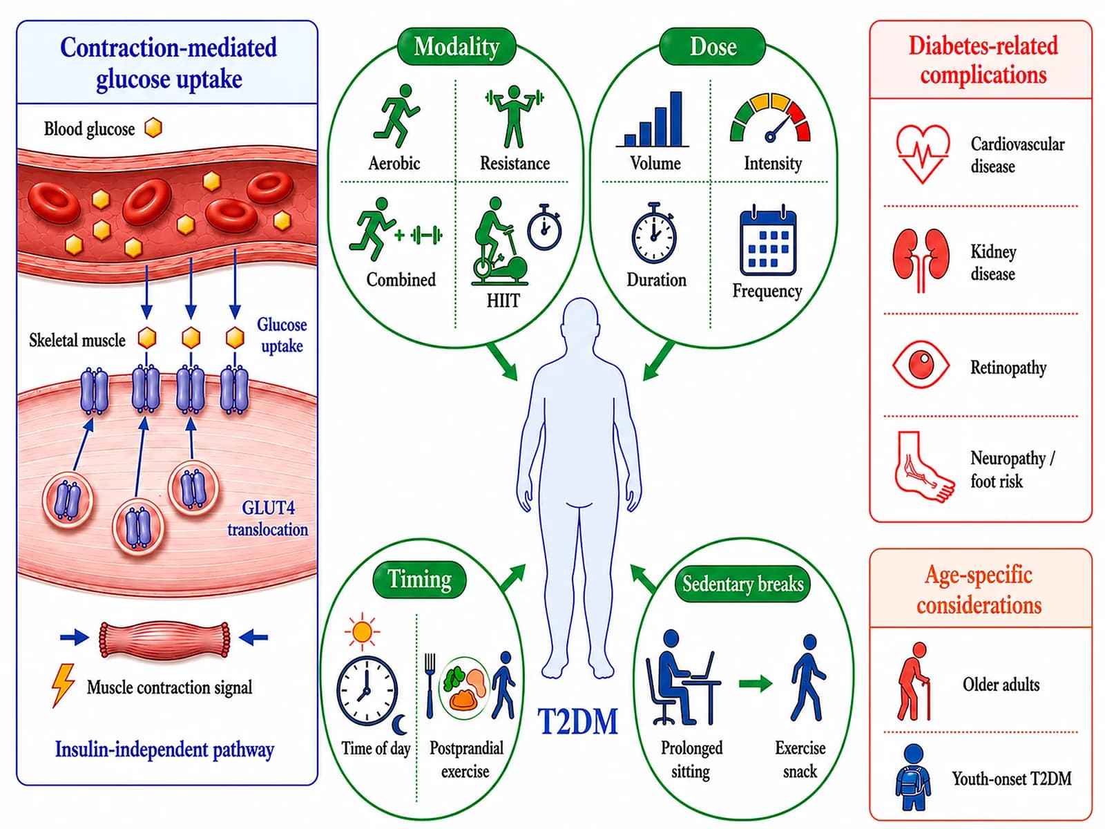 Graphical abstract from Frontiers in Endocrinology