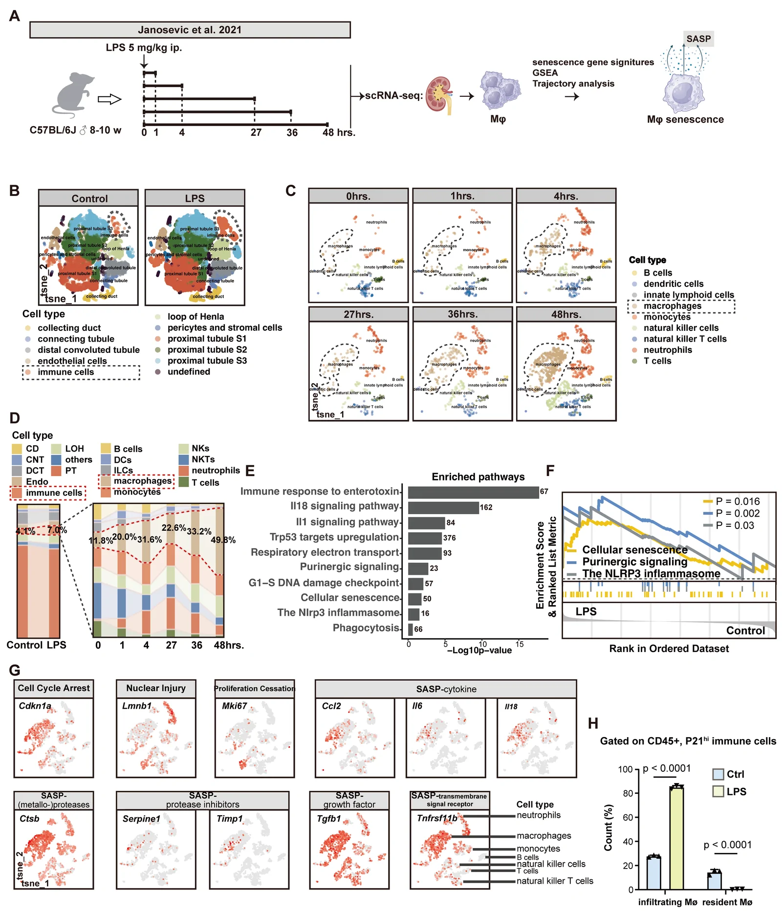 Figure 1. Mapping the senescence features of renal macrophages in septic AKI.