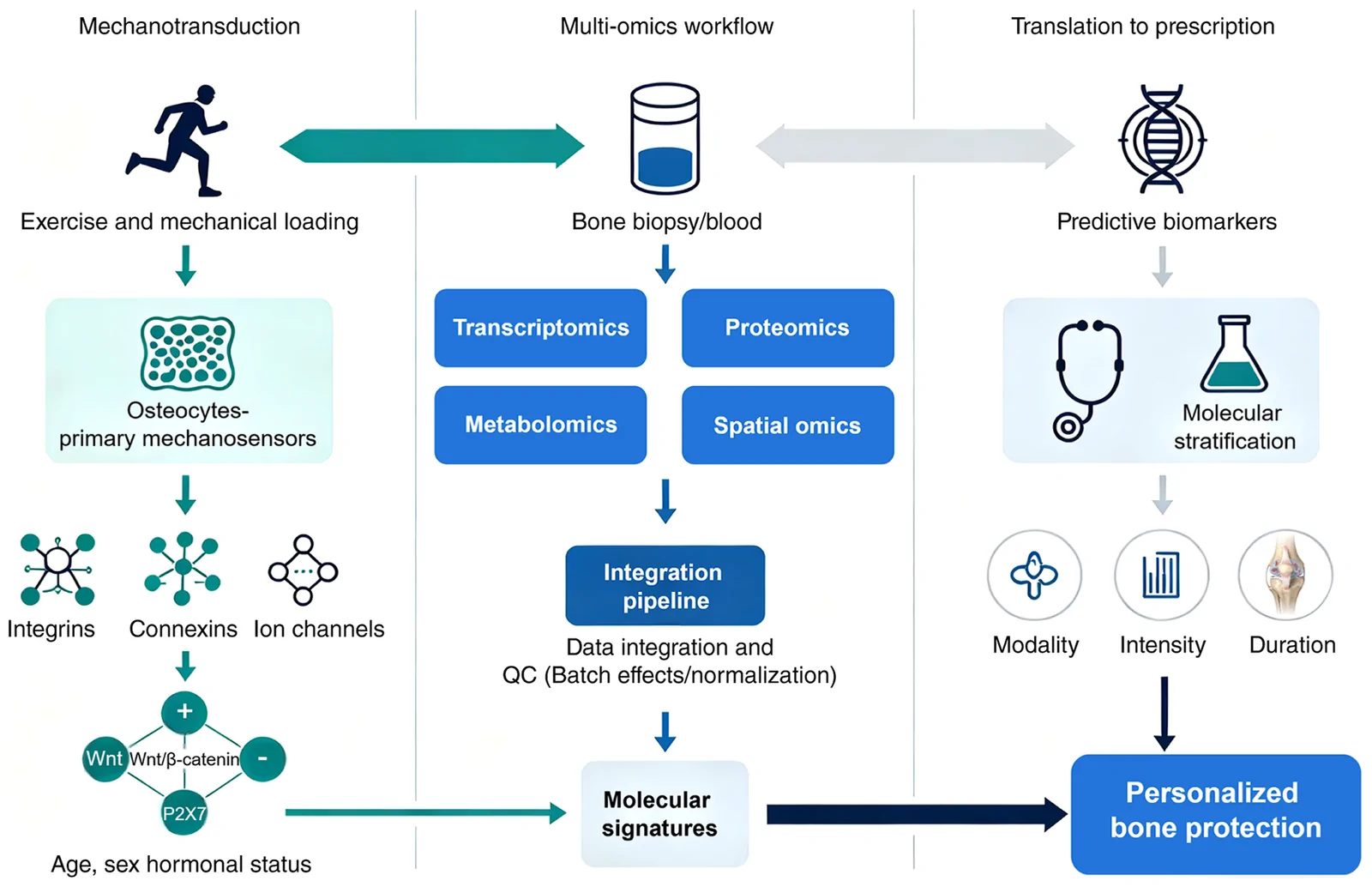 Figure 1. Schematic workflow bridging bone mechanobiology and multi-omics integration for personalized exercise prescription.