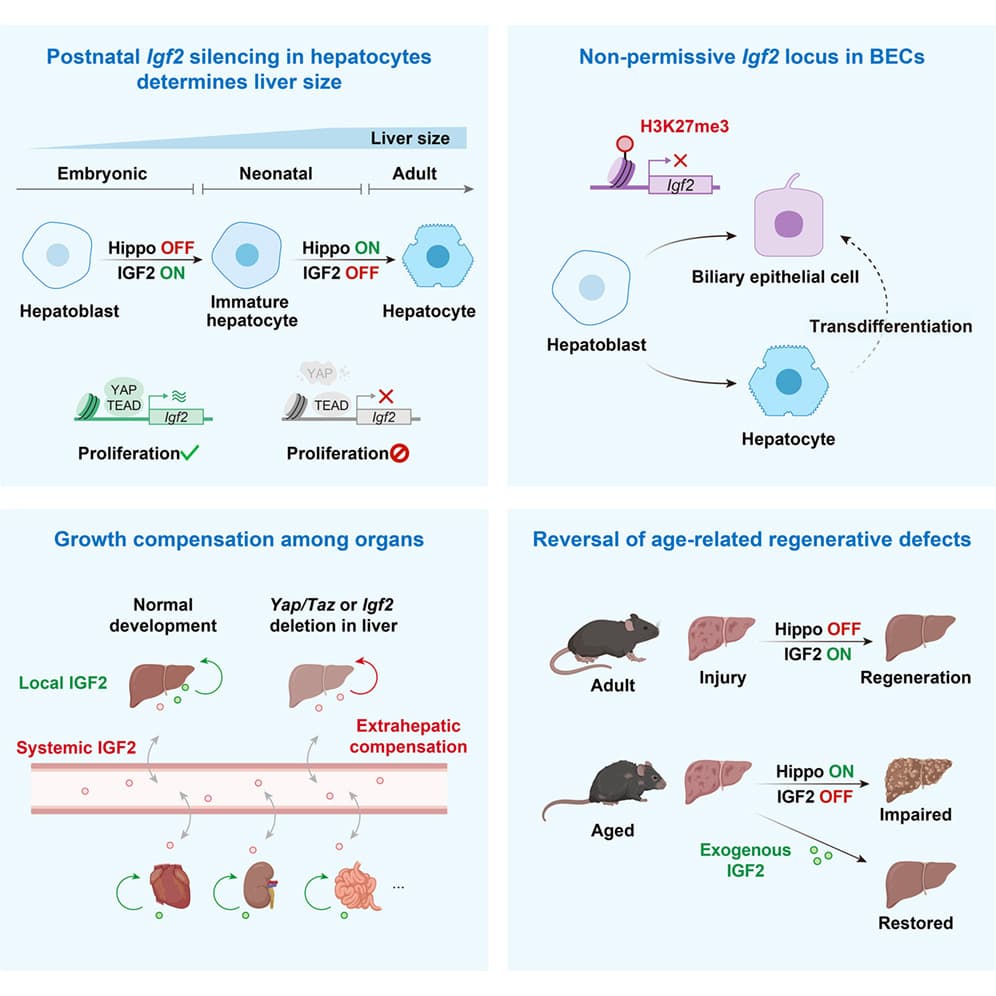 Graphical abstract from Cell Stem Cell