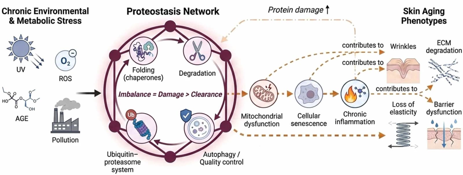 Figure 1 from Ageing Research Reviews
