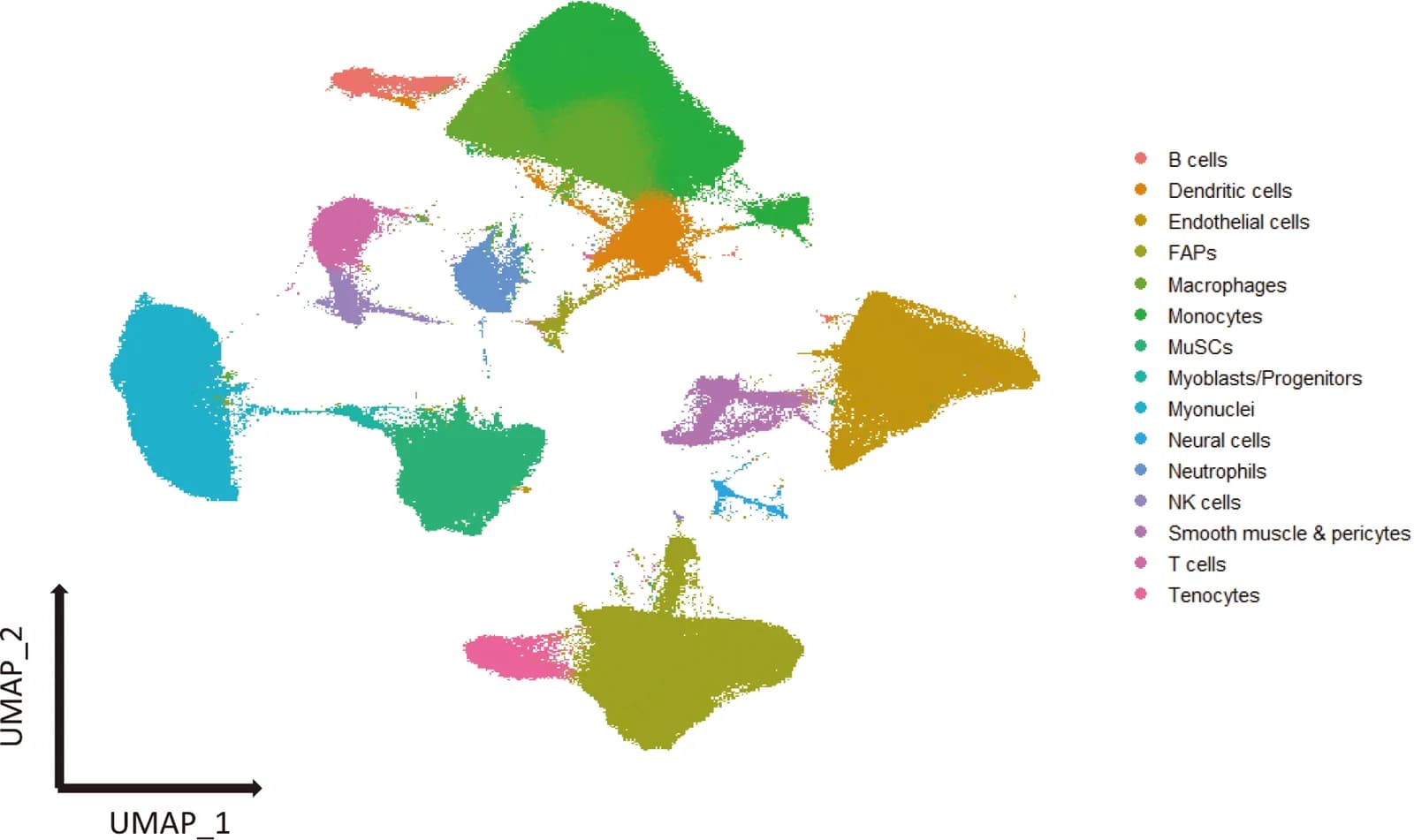 Figure 1. Uniform Manifold Approximation and Projection (UMAP) visualization of cells from mouse skeletal muscle.