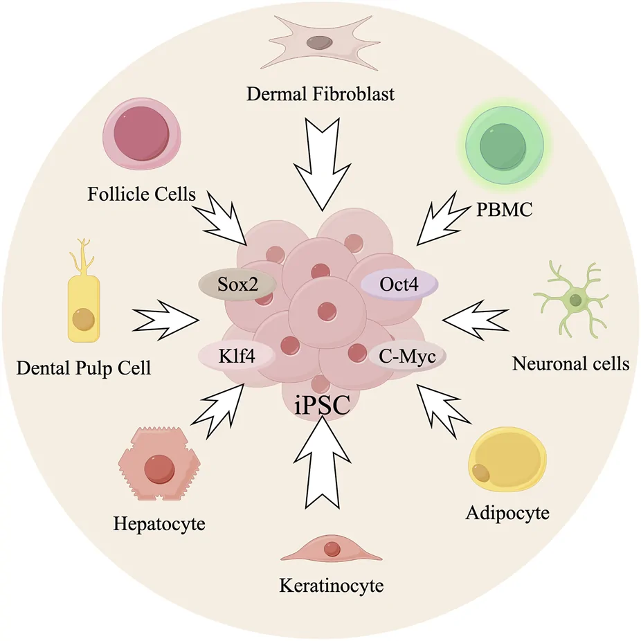 Figure 1. Schematic representation of somatic reprogramming.