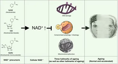 Graphical abstract from Aging Medicine (Milton (N.S.W))