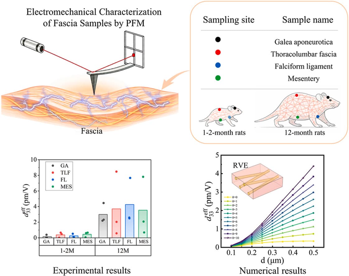 Graphical abstract from Journal of the Mechanical Behavior of Biomedical Materials