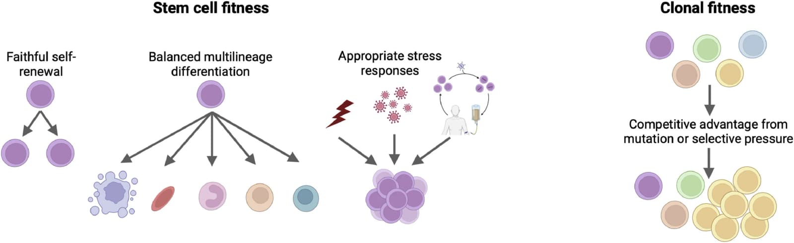 Figure 1 from Experimental Hematology