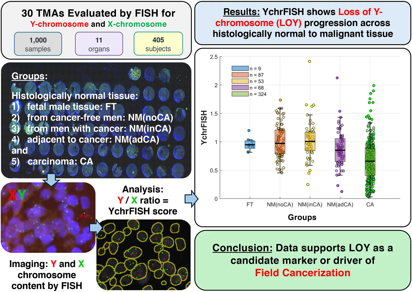 Graphical abstract from JCI Insight