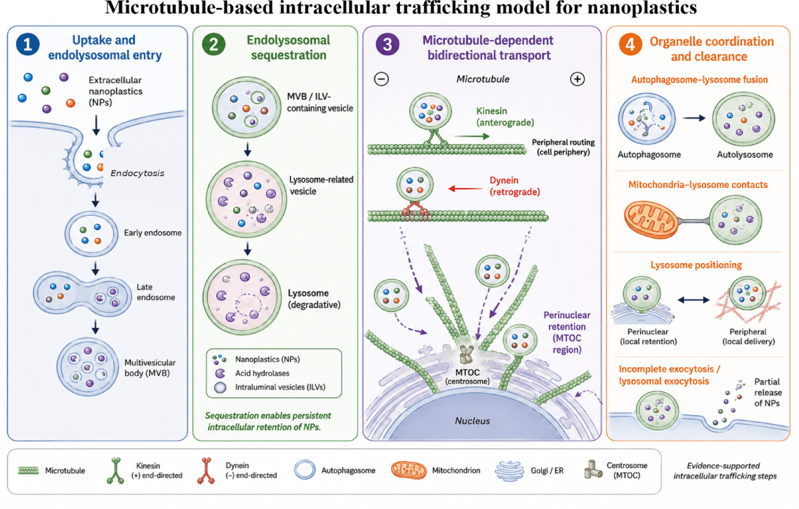 Figure 1 from Molecular and Cellular Biochemistry