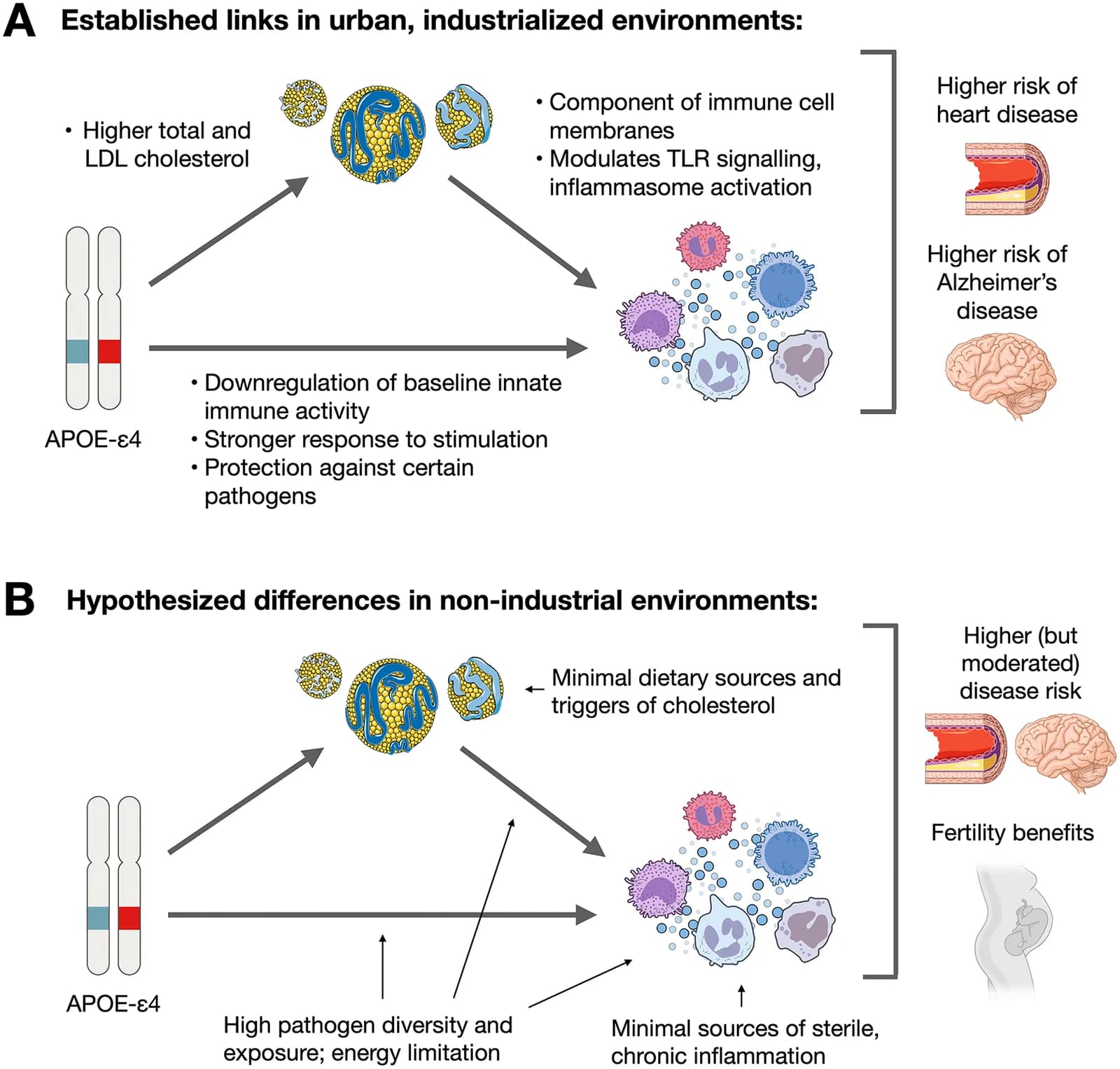Fig 1. Conceptual model and hypothesized differences in biological relationships between non-industrial versus industrialized environments.
