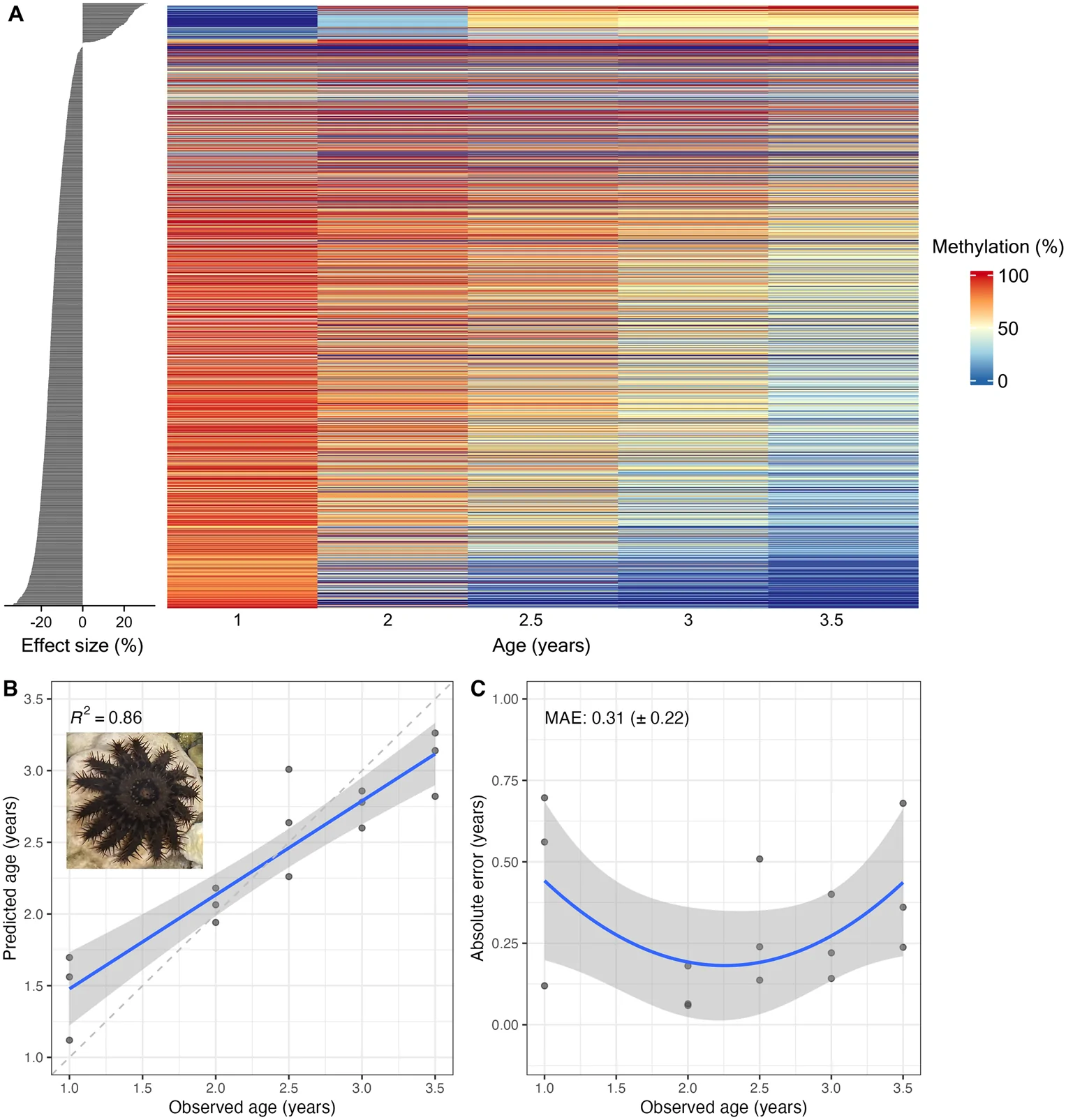 Figure 1. DNA methylation encodes age-associated signals in the Pacific crown-of-thorns seastar (Acanthaster cf. solaris).