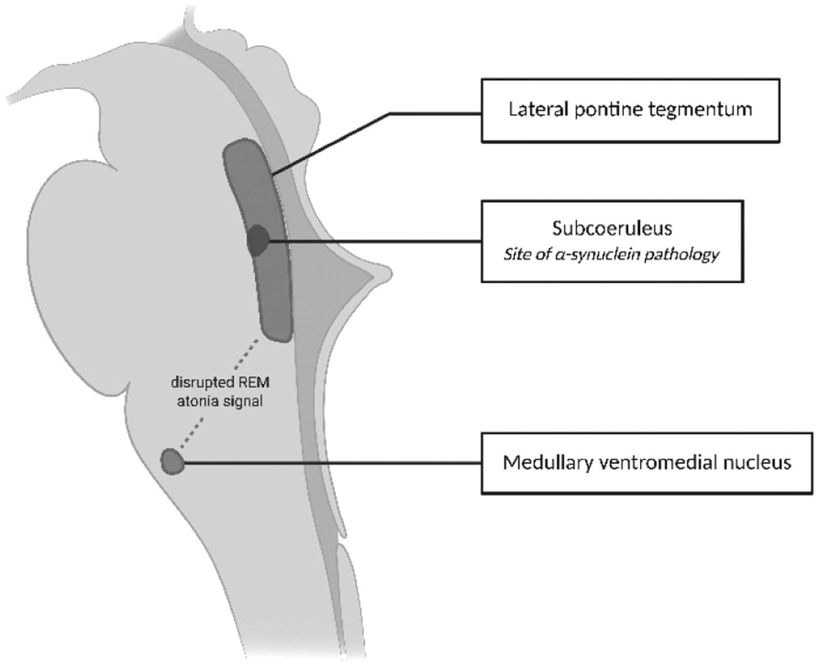 Figure 1 from Progress in Brain Research