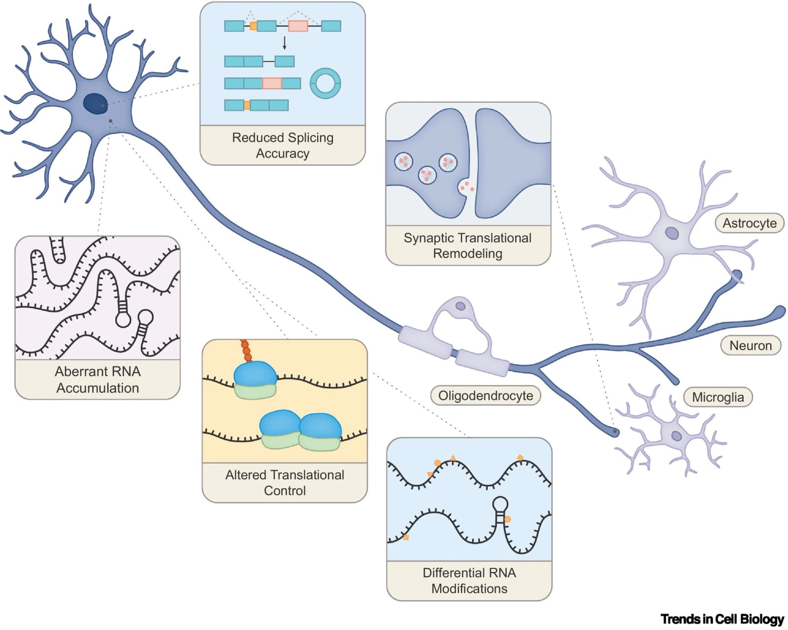 Figure 1 from Trends in Cell Biology