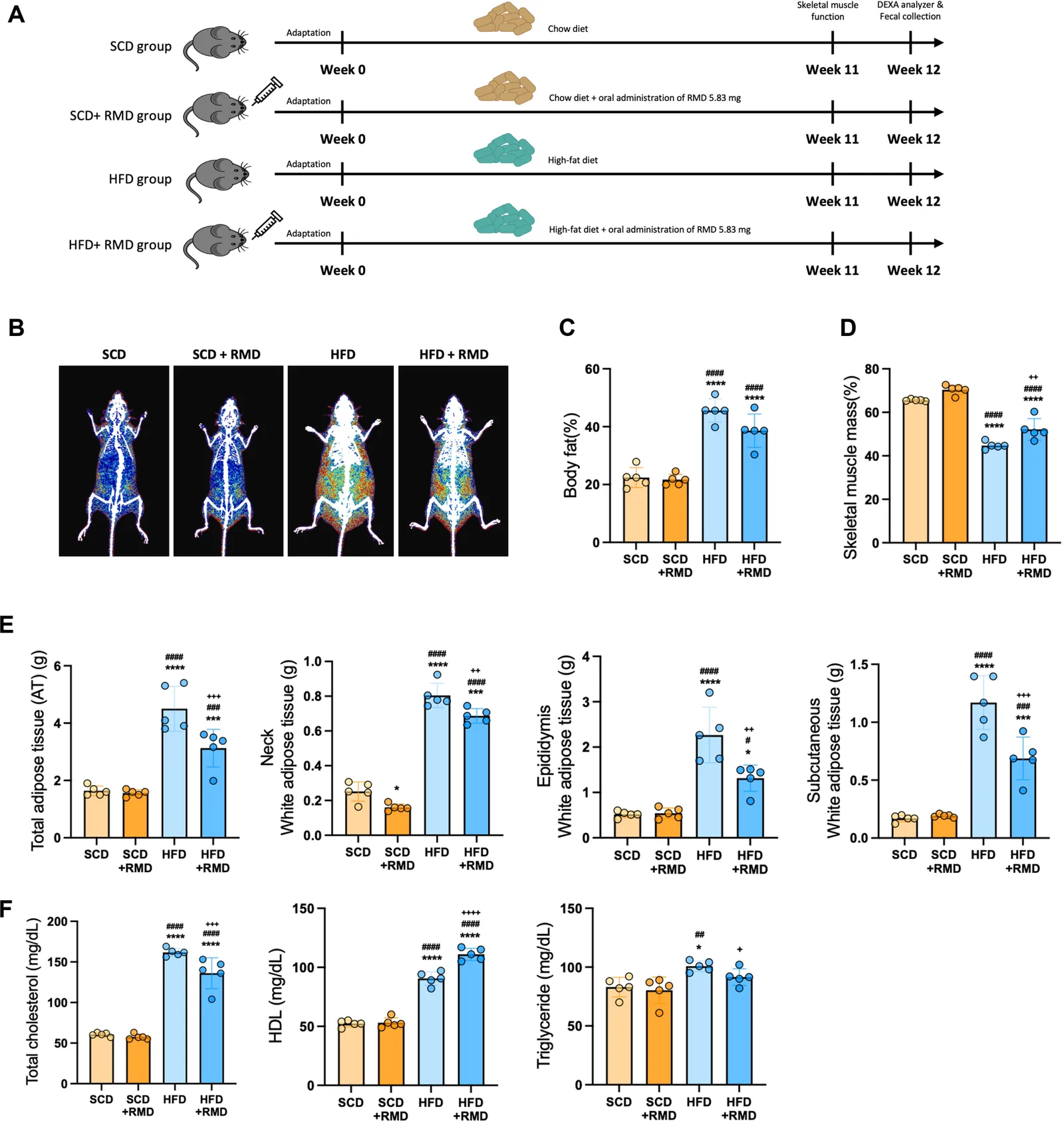 Fig. 1. Effects of RMD on body composition and adiposity in aged mice under SCD and HFD conditions.