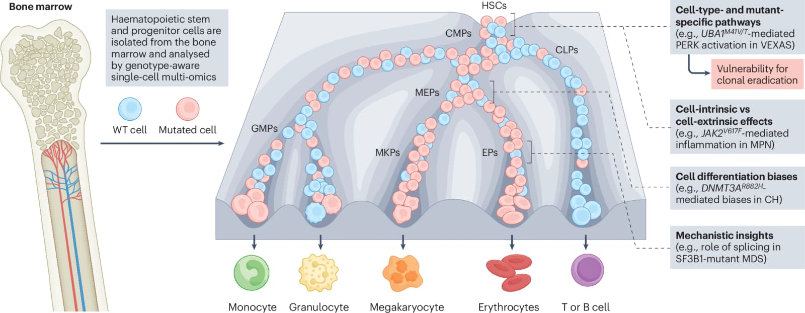 Figure 1 from Nature Reviews Cancer