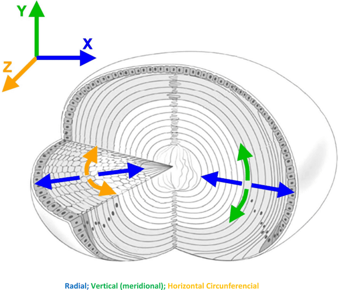 Figure 1 from Graefe's Archive for Clinical and Experimental Ophthalmology