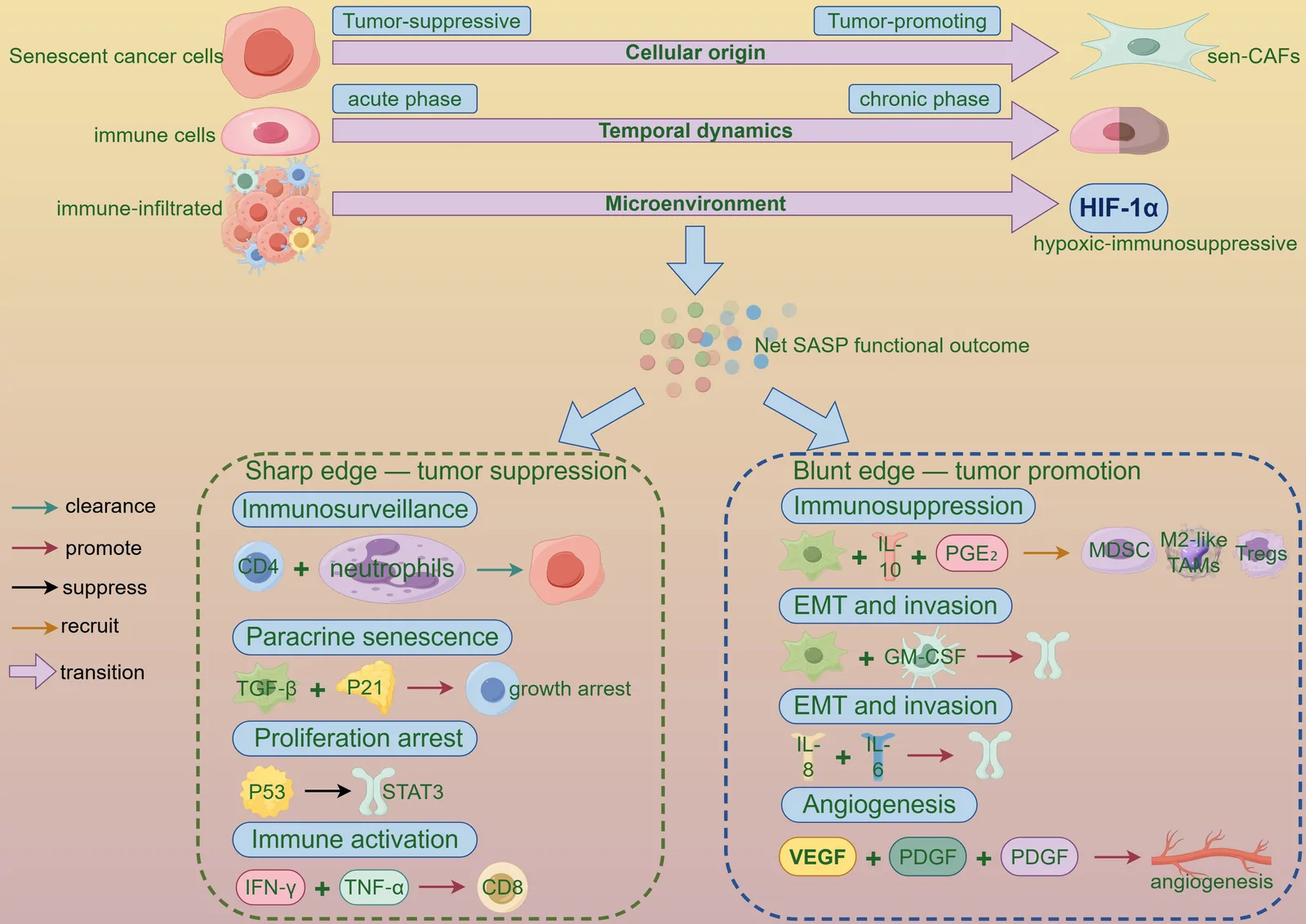 Figure 1. Functional integration of the SASP in breast cancer.