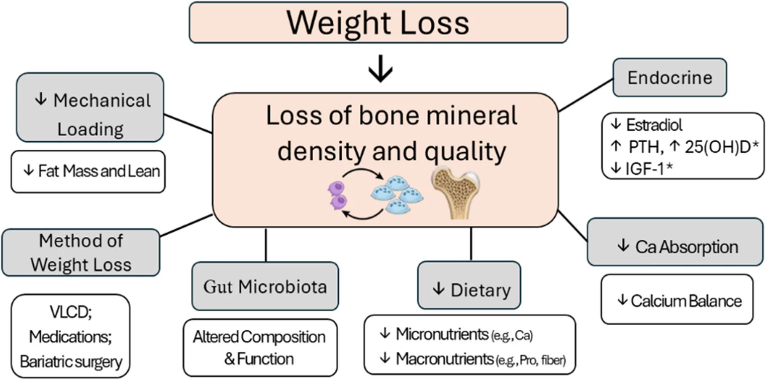 Fig. 1. Factors influencing the loss of bone mineral density and quality with weight loss