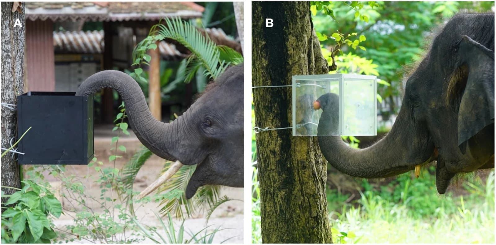 Fig 1. Experiment Setup. (A) An elephant enters the “over” opening to gain access to food in a familiarization trial.