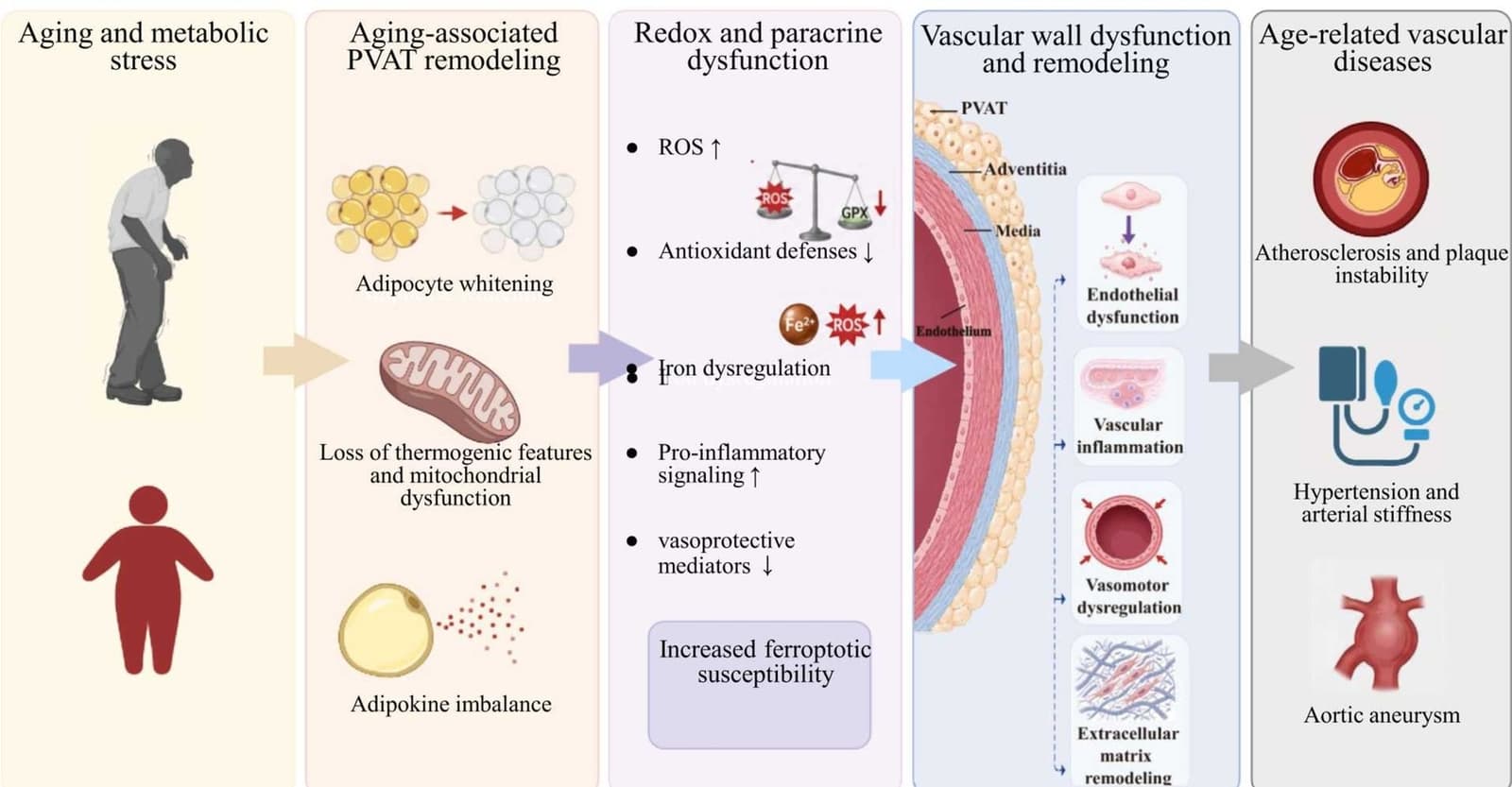 Graphical abstract from Biomedicine & Pharmacotherapy