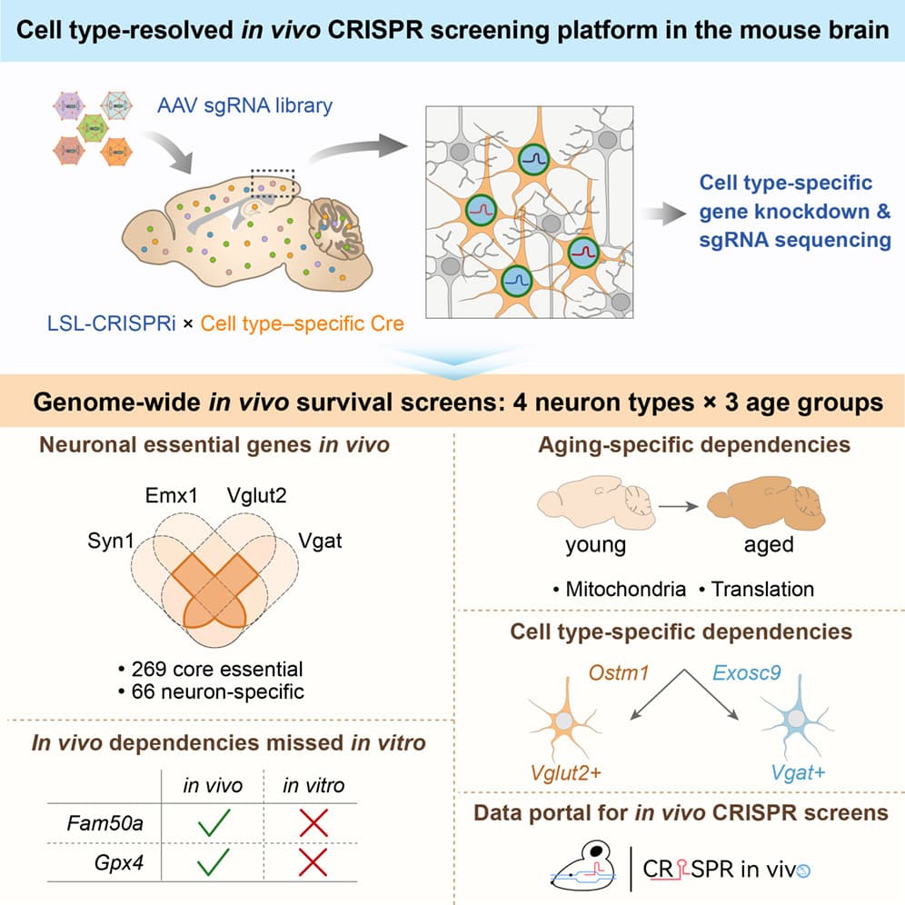 Graphical abstract from Neuron