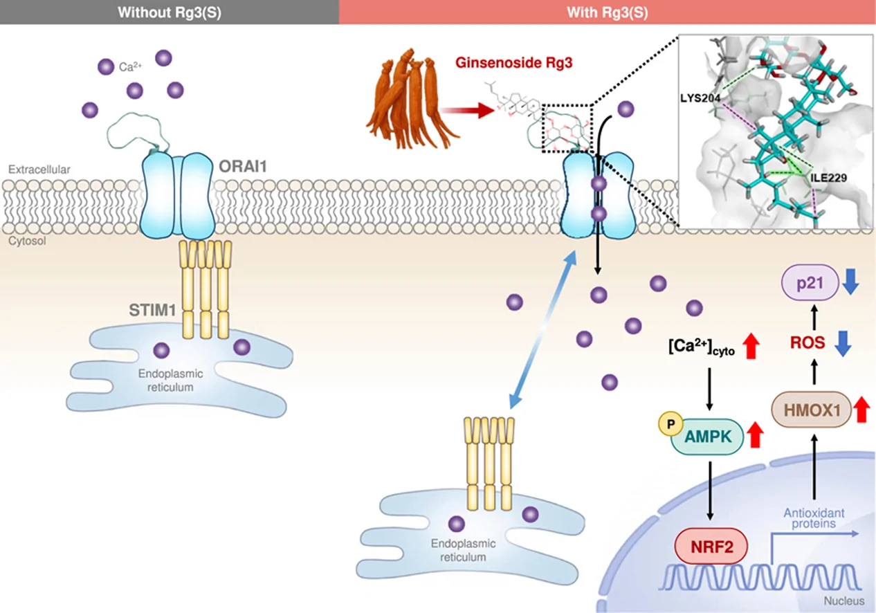 Graphical abstract from Journal of Ginseng Research