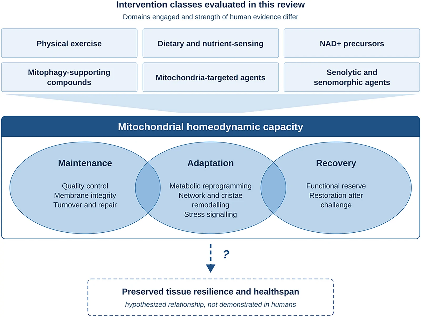 Fig. 1. Mitochondrial homeodynamic capacity and its proposed relationship to tissue resilience.