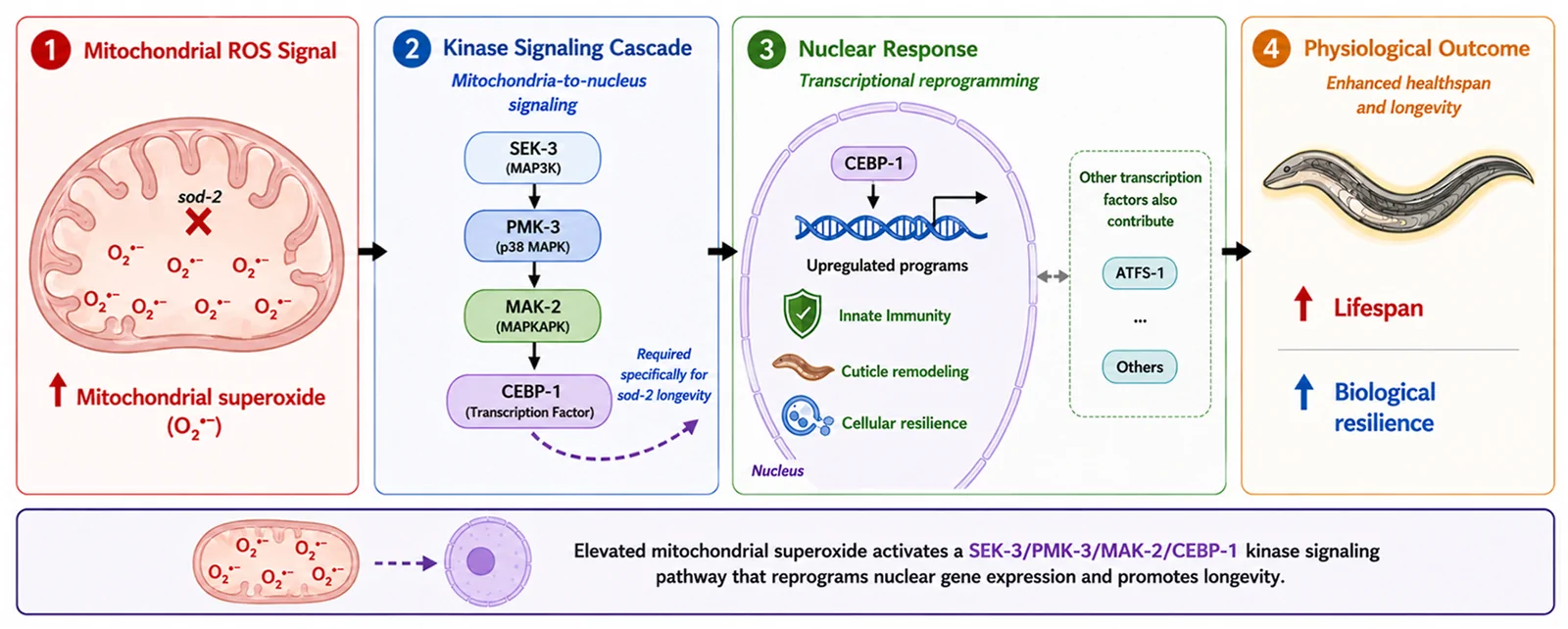 Graphical abstract from Redox Biology