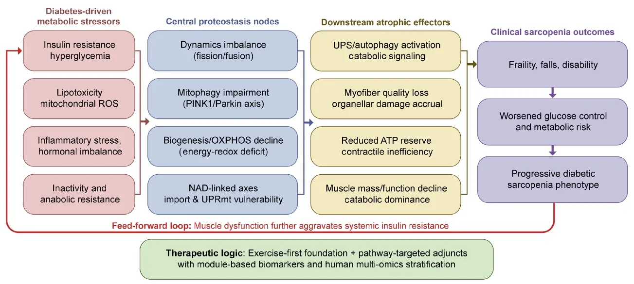 Fig. 1. Diabetes-to-sarcopenia mechanistic axis centered on mitochondrial proteostasis.
