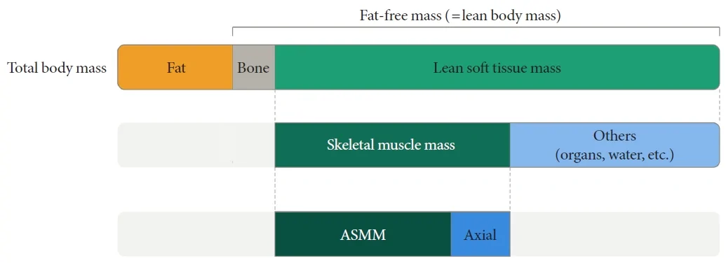 Fig. 1. Body-composition terminology and hierarchy.