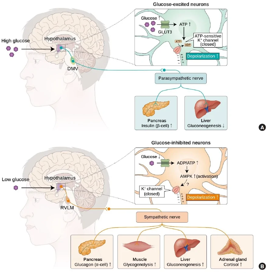 Fig. 1. Hypothalamic regulation of systemic glucose homeostasis.