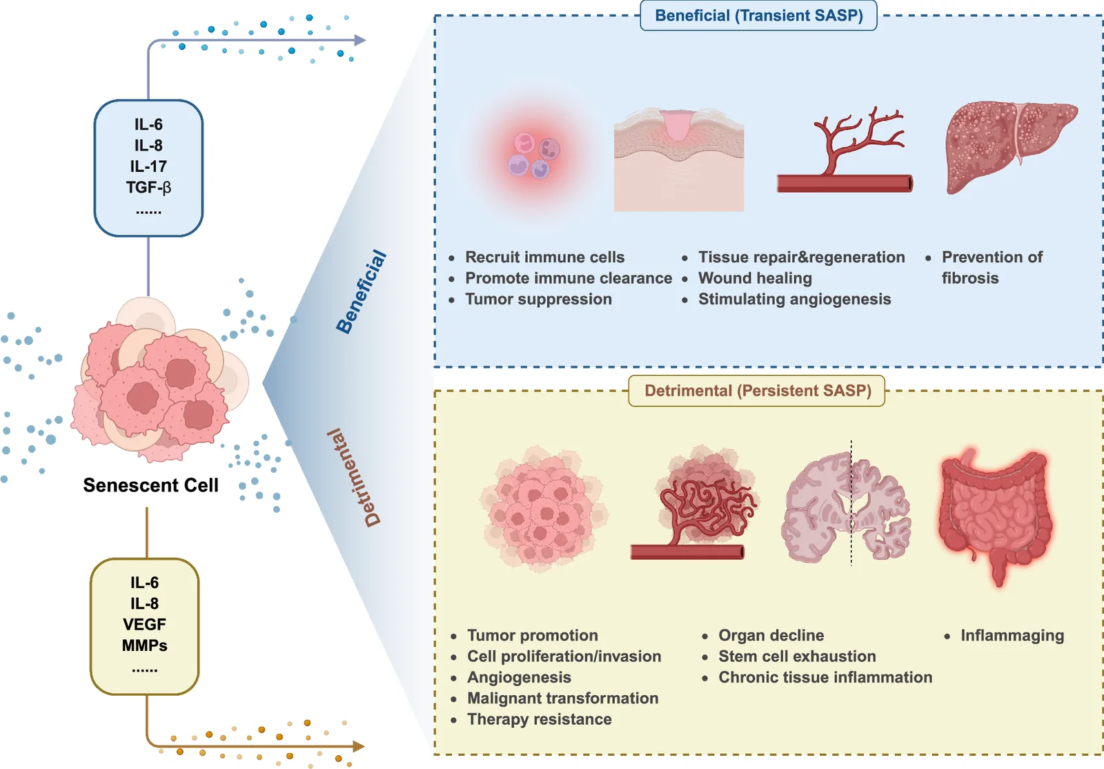 Fig. 1. Overview of SASP and its dual roles in aging and disease.