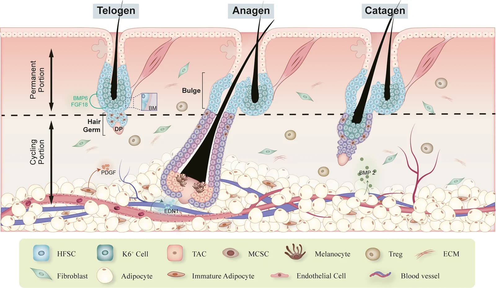 Fig. 1. Dynamic remodeling of hair follicle stem cells (HFSCs) and their niche during the hair cycle.