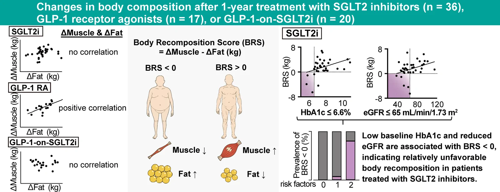 Graphical abstract. Body recomposition after 1 year of treatment with sodium-glucose cotransporter 2 inhibitors (SGLT2i), glucagon-like peptide-1 receptor agonists (GLP-1RAs), or GLP-1RA add-on to SGLT2i therapy…