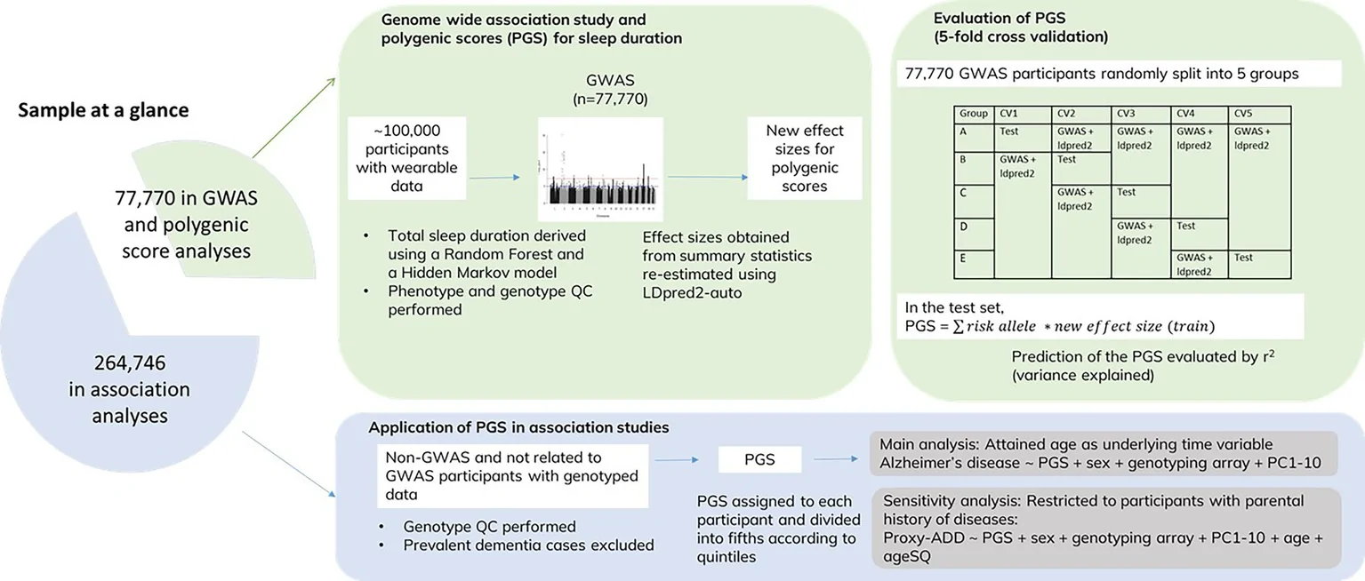 Figure 1. Study flowchart to investigate the association between the polygenic score for sleep duration and Alzheimer’s disease risk.