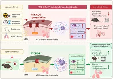 Graphical abstract from Aging Cell