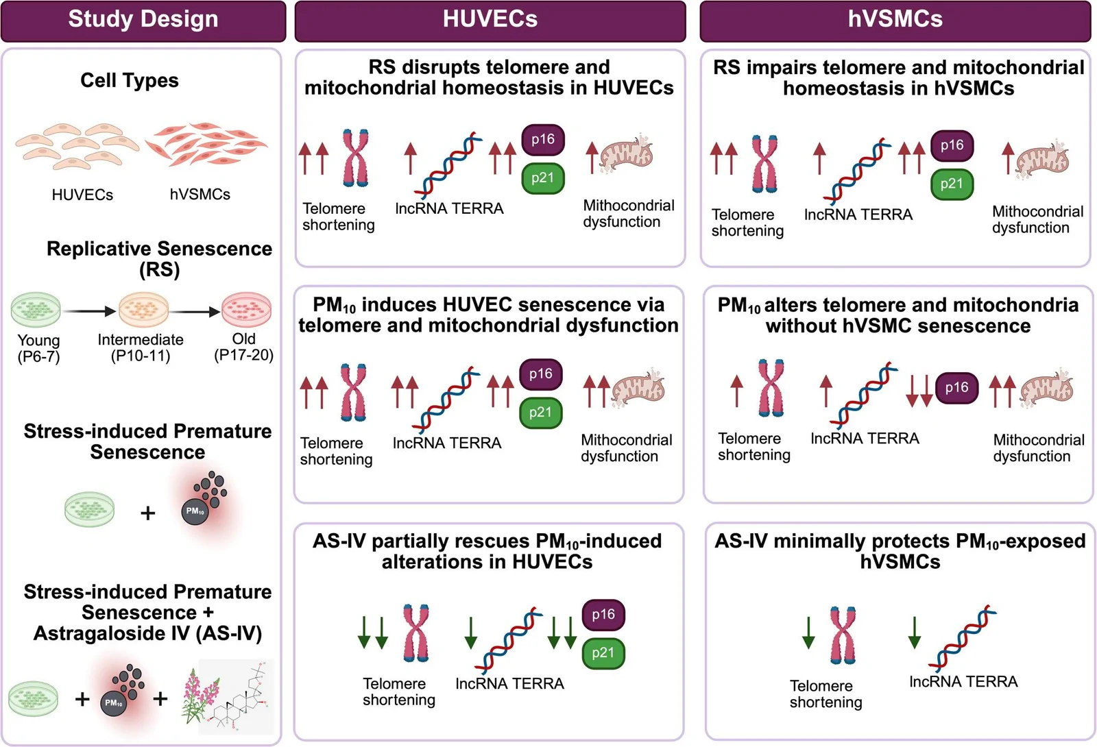 Graphical abstract from Cardiovascular Toxicology