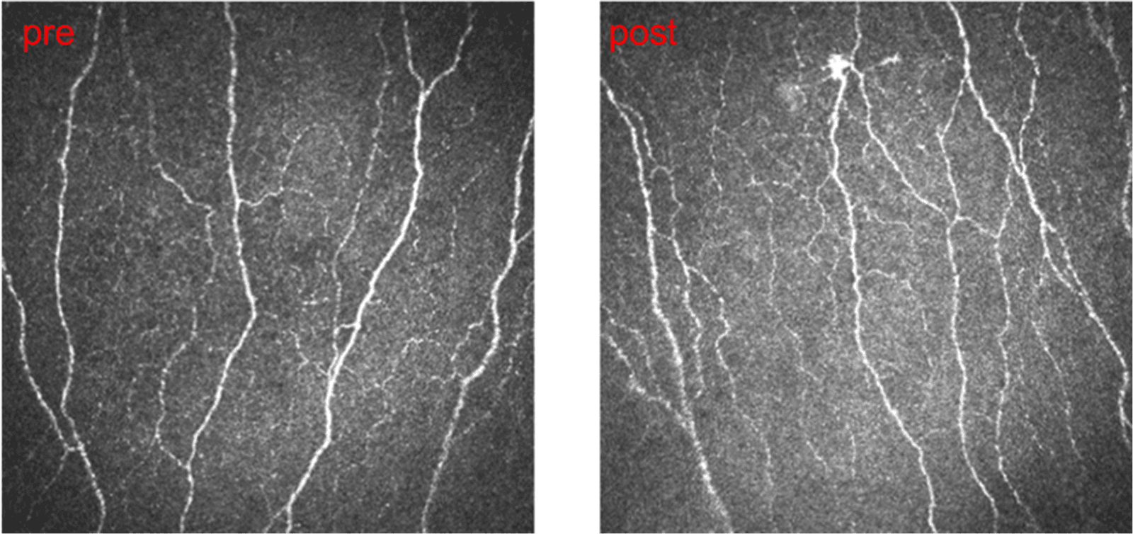 Figure 1 from Hormones