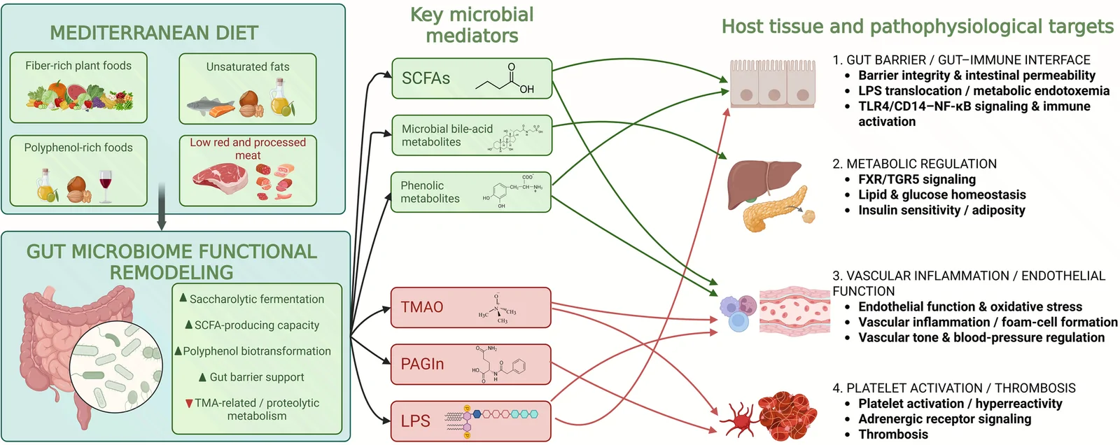 Fig. 1. Proposed pathophysiological pathways linking the Mediterranean diet, gut microbiome functional remodeling, microbial metabolites, and cardiovascular disease risk