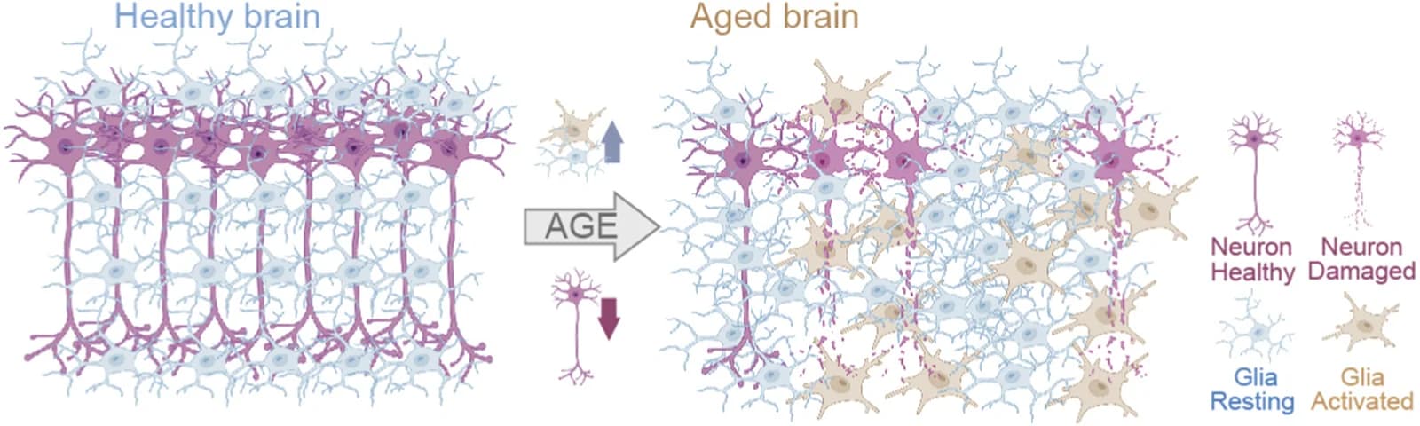 Figure 1. Homeostatic conflict in the Aging Brain: The expansion of senescence-prone glia combined with the loss of neurons results in cell type imbalance and consequently dysfunction generating a case of…