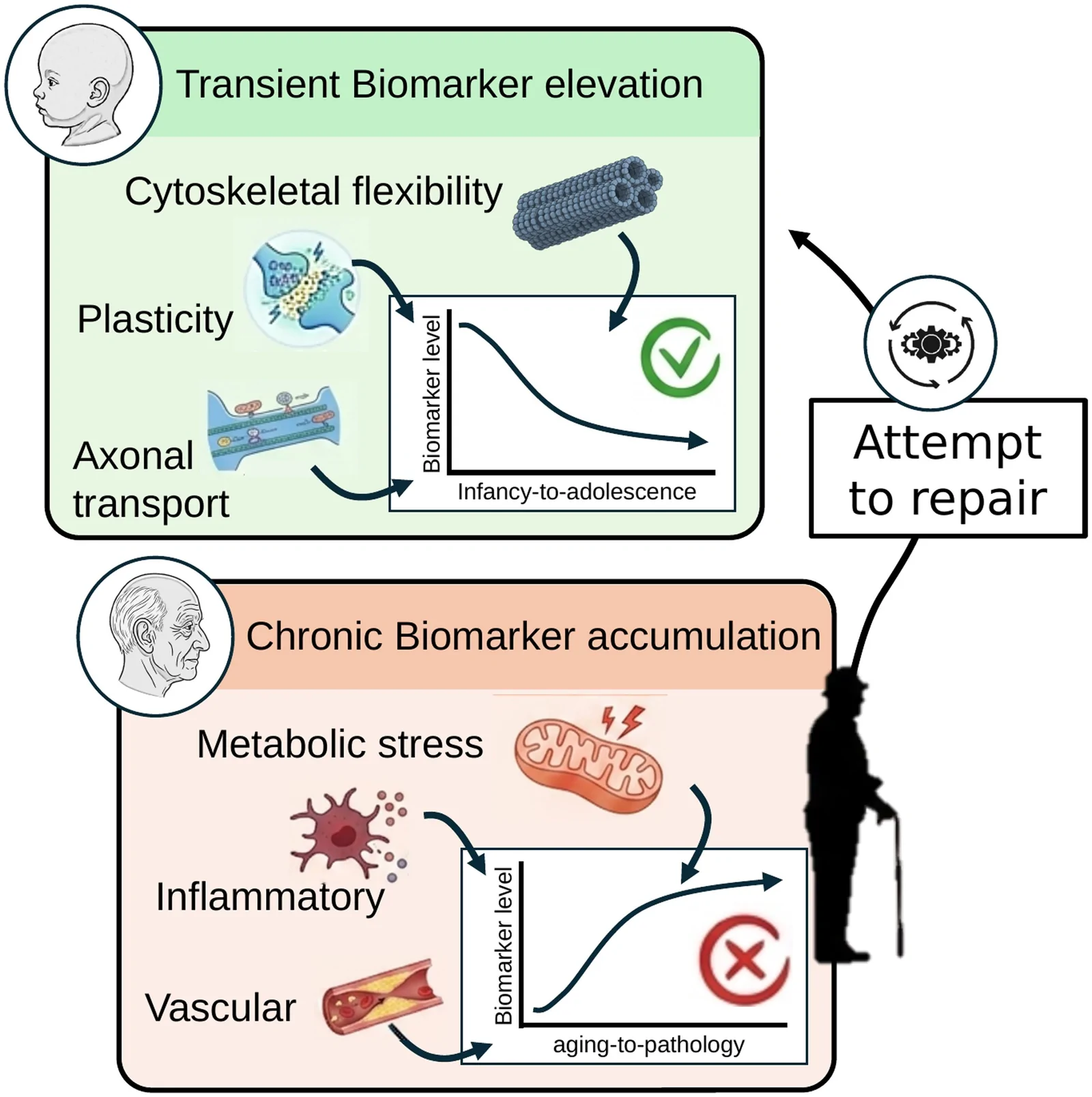 Graphical abstract from Brain Communications