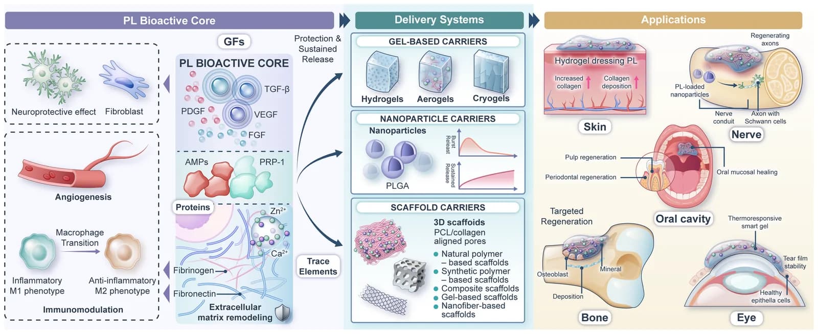 Figure 1. Schematic overview of platelet lysate-based regenerative systems for tissue engineering.