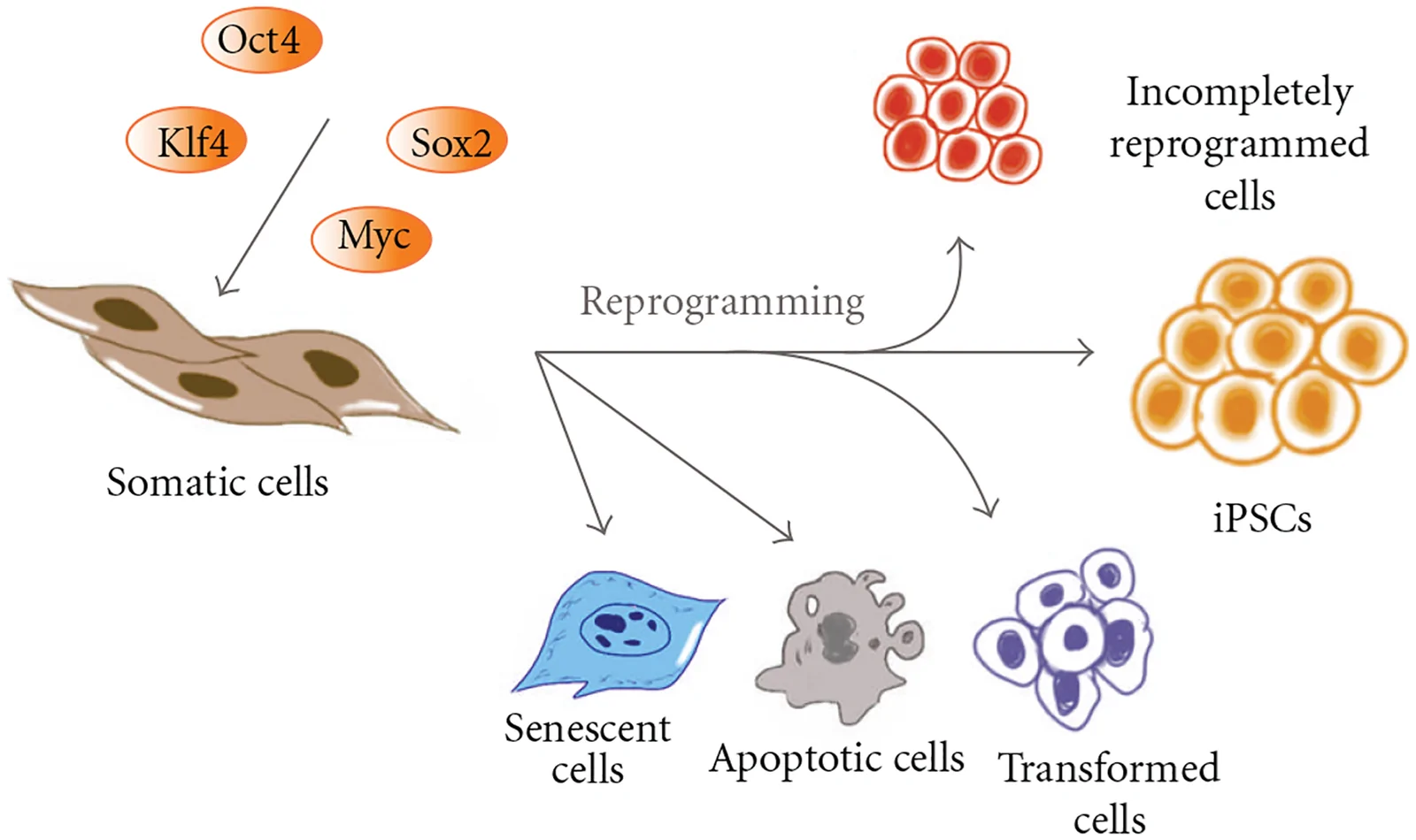 Figure 1. Different cell fates arisen from introduction of reprogramming factors.