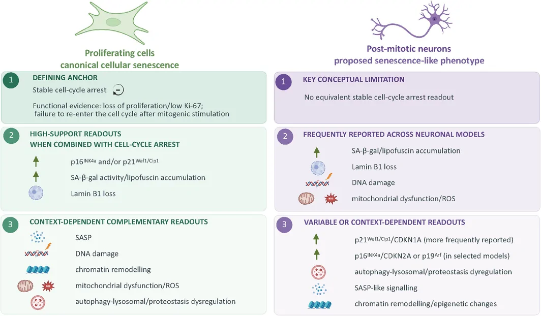 Figure 1. Hierarchies of senescence evidence in proliferating cells and post‐mitotic neurons.