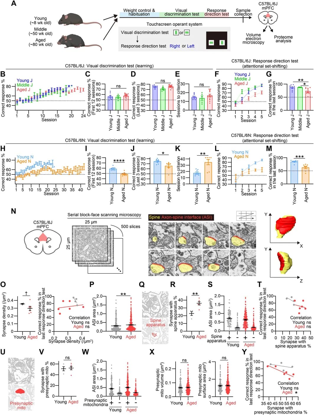 Figure 1. Aged C57BL/6J mice show individual variability in cognitive inflexibility associated with presynaptic mitochondrial abundance in the mPFC.