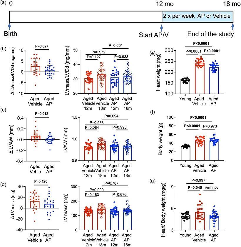 Figure 1. Study design and treatment‐associated changes in structural indicators of hypertrophy in aged INK‐ATTAC mice treated with vehicle or AP.