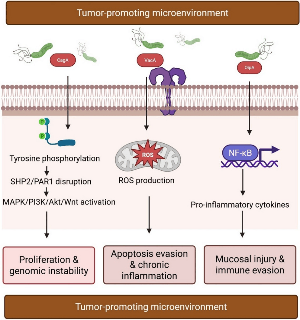 Figure 1 from Probiotics and Antimicrobial Proteins